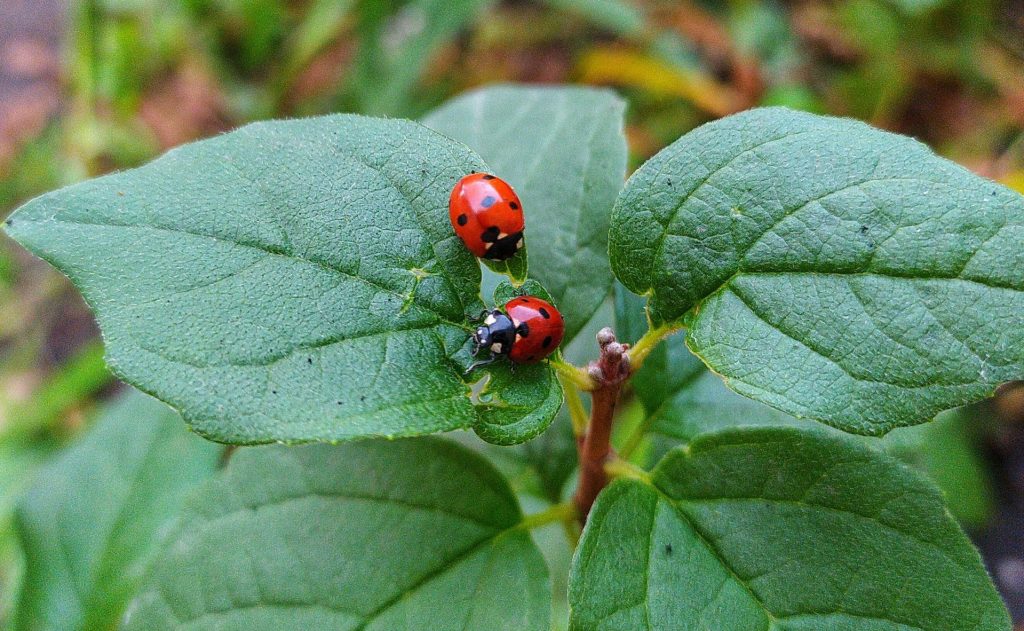 deux coccinelles sur une feuille