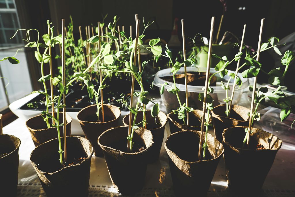 plantes en pots